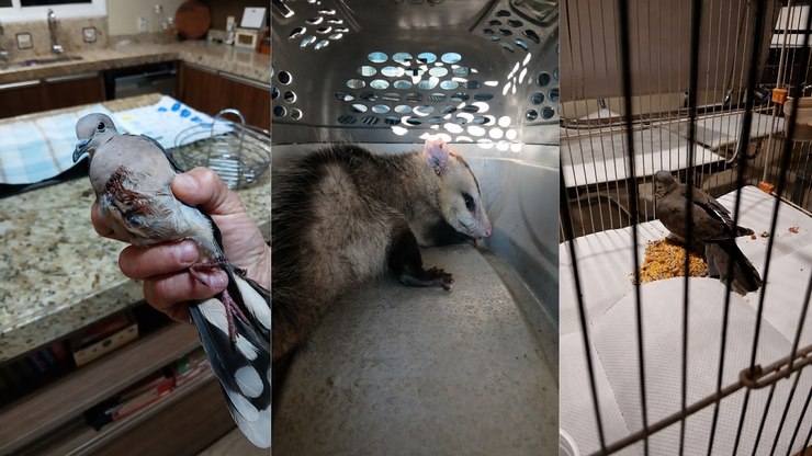 GAPA resgata gambá e duas pombas silvestres em Vinhedo