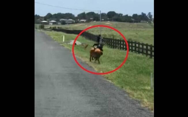 Vaca furiosa persegue e atinge bombeiro por trás; ele não se feriu