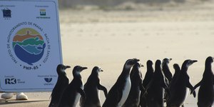 Pinguins são reabilitados e devolvidos ao mar em Florianópolis