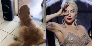 Cão mostra gingado ao ouvir Lady Gaga e web elogia o 'molejo' do animal