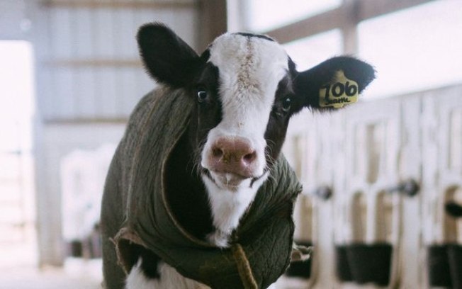 Após gripe aviária infectar vacas, OMS avalia risco para humanos