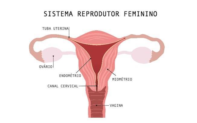 Endométrio é o responsável por preparar o útero para o recebimento de uma criança no organismo da mulher Endométrio é o responsável por preparar o útero para o recebimento de uma criança no organismo da mulher