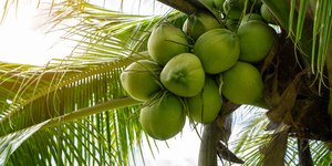 Transição energética: vem aí o biocombustível de coco verde