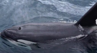 V%C3%ADdeo%20de%20orca%20faz%20sucesso%20e%20impulsiona%20turismo%20no%20Brasil