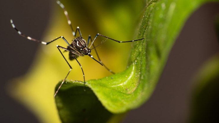 Mirassol soma 1.463 casos positivos e três óbitos por dengue em 2025