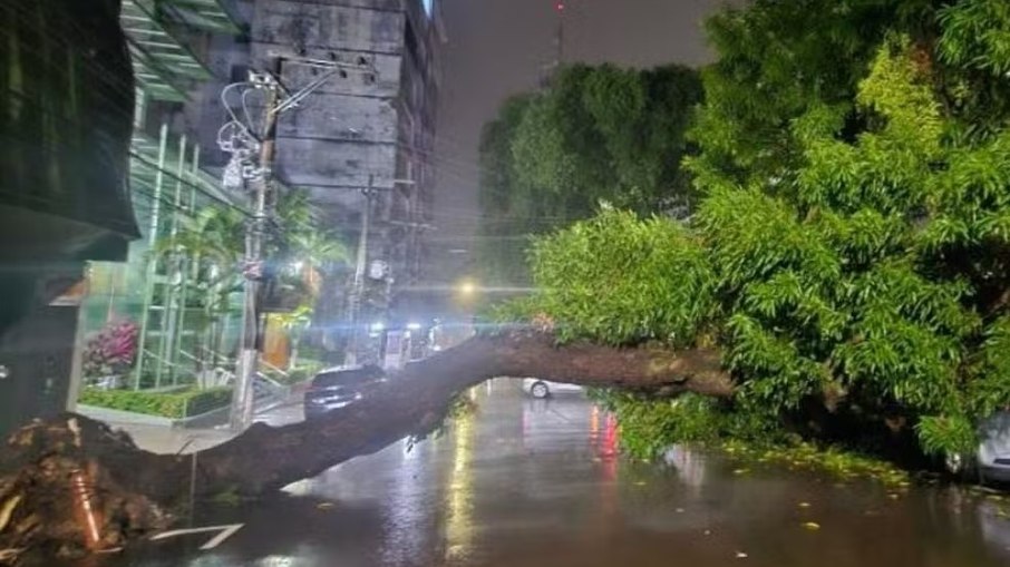 Árvore caída no centro da cidade Árvore caída no centro da cidade