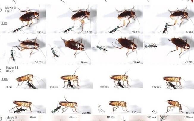 Movimentos de baratas-americanas contra vespas capturados por biólogo americano