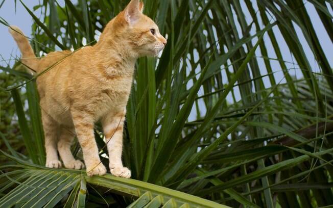 Um gato fujão é apenas influenciado por um extinto natural