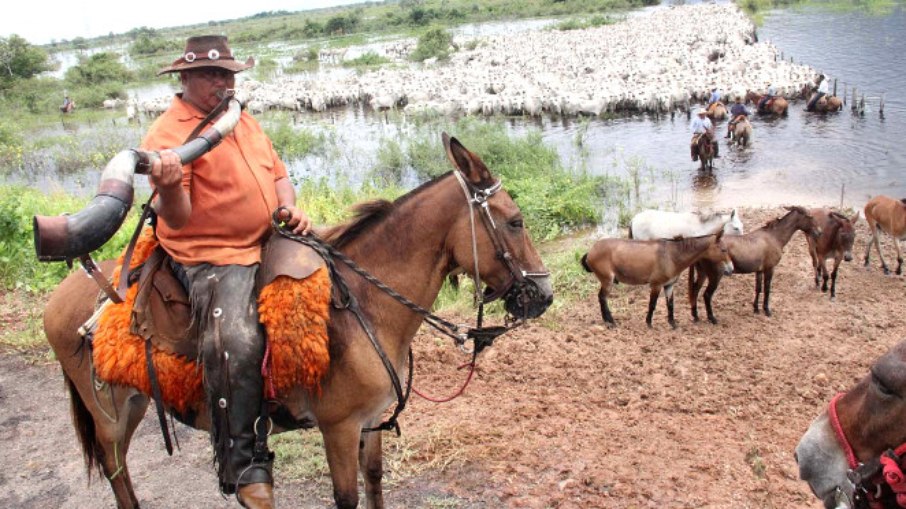 Peão em comitiva de retirada de gado do Pantanal na cheia.