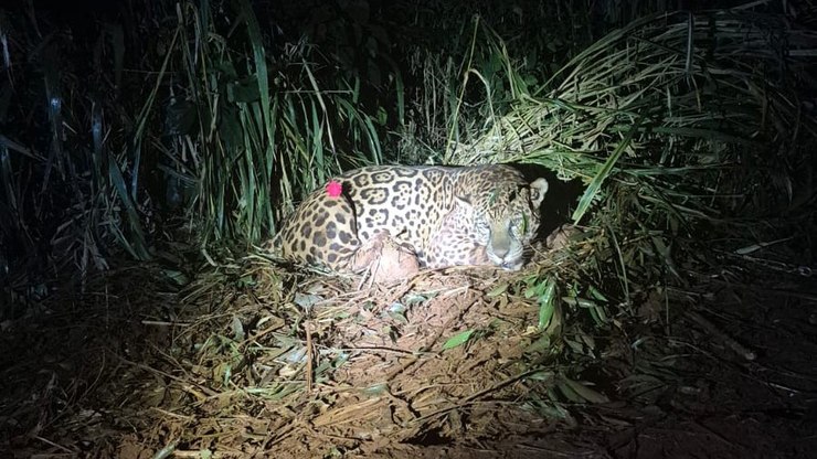 Onça-pintada
avistada em empresa é capturada após 48 dias no PR