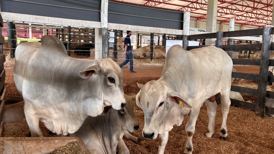 Espaço do Shopping dos Animais onde são comercializados o boi Nelore