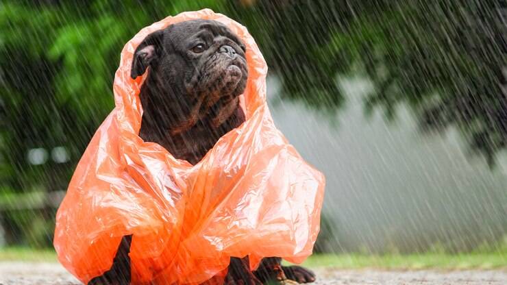 Cachorro na chuva: pode ou não pode? Entenda tudo!