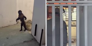 Macaco fugitivo invade casas, revira armário e mobiliza bombeiros