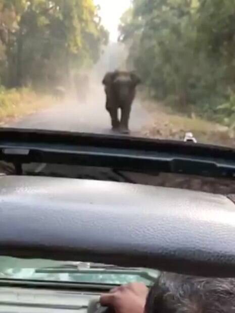 elefante andando em direção ao carro