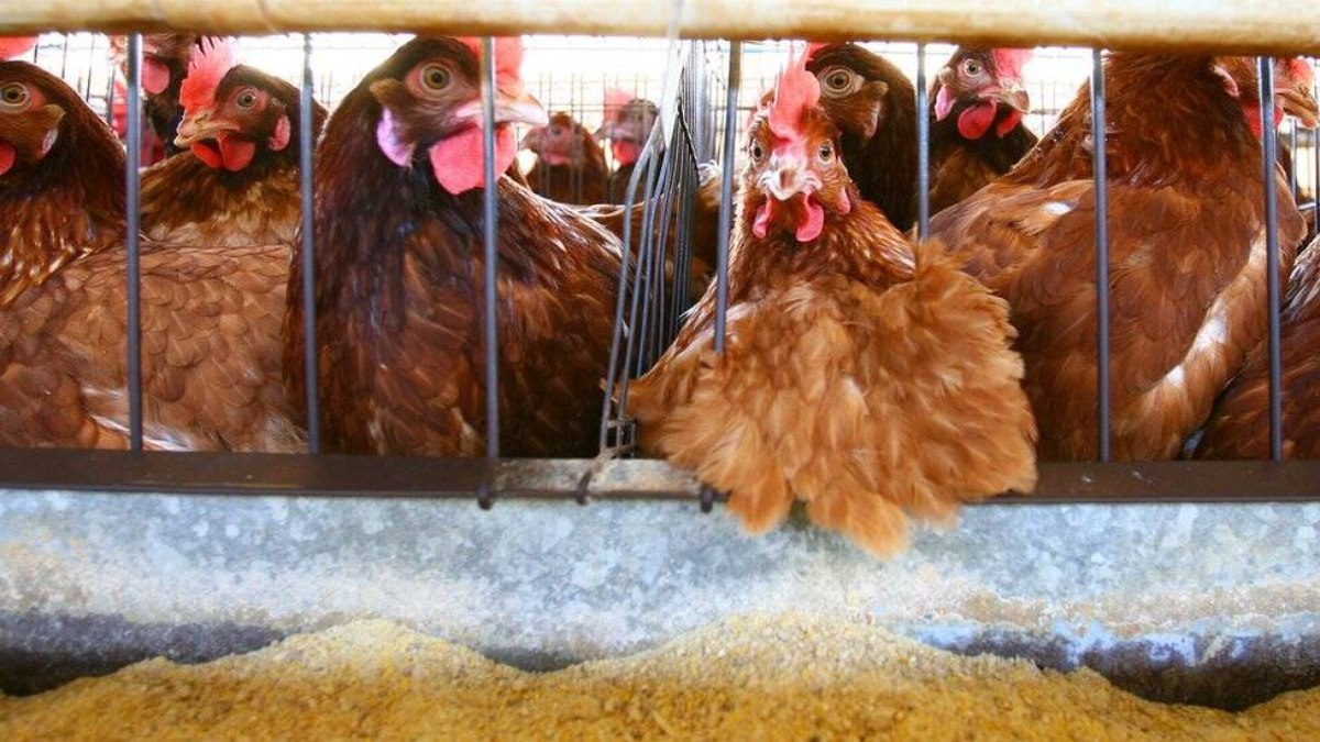 Equador declara emergência sanitária devido a surto de gripe aviária