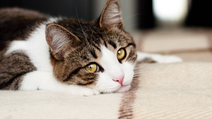 Vômito crônico em gatos pode ser sintoma de doenças mais graves