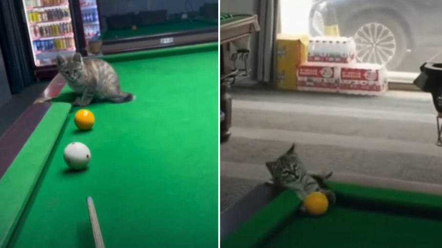 Gato “trapaceiro” viraliza ao ajudar tutor em jogo de sinuca Gato “trapaceiro” viraliza ao ajudar tutor em jogo de sinuca