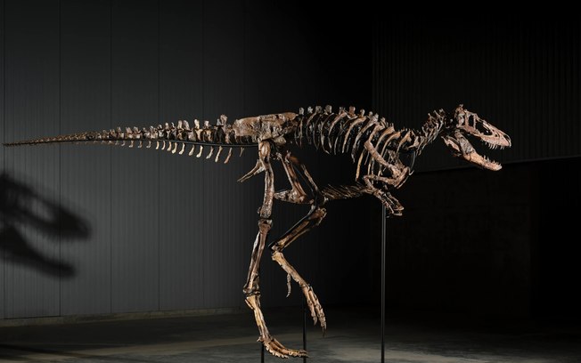 Fóssil confundido com T-rex será leiloado por R$ 45 milhões