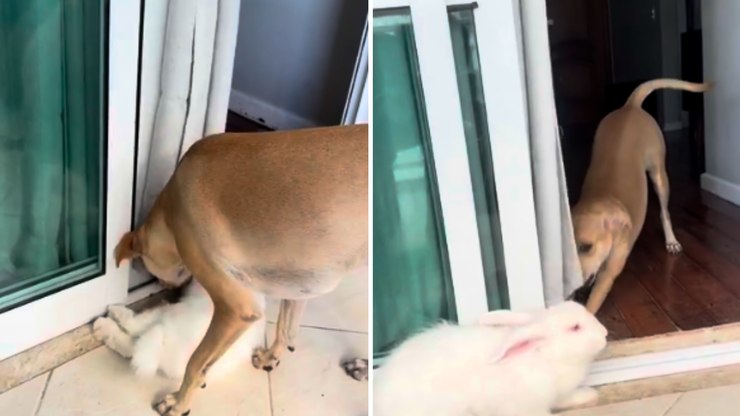 Cachorrinha entra em pânico após coelho fazer "flop"