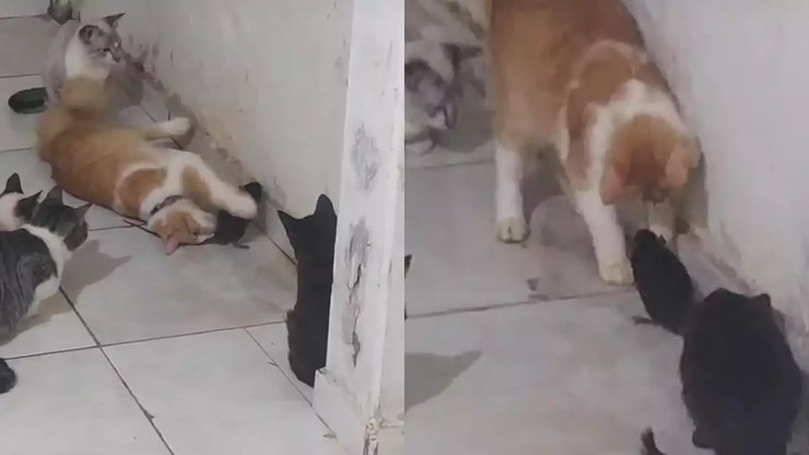 Gatos surpreendem ao fazer amizade com rato e vídeo viraliza