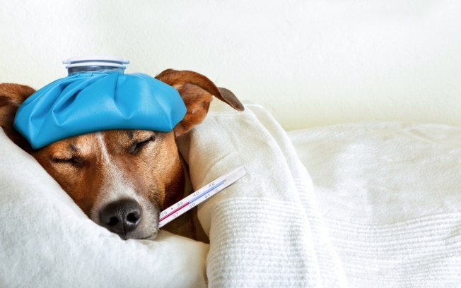 Como saber se seu pet está com febre e o que fazer