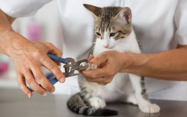 Cortar as unhas do gato não é uma tarefa para inexperientes, então peça ajuda a um profissional