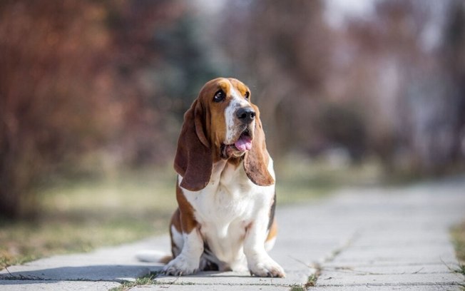 4 características do cachorro da raça basset hound