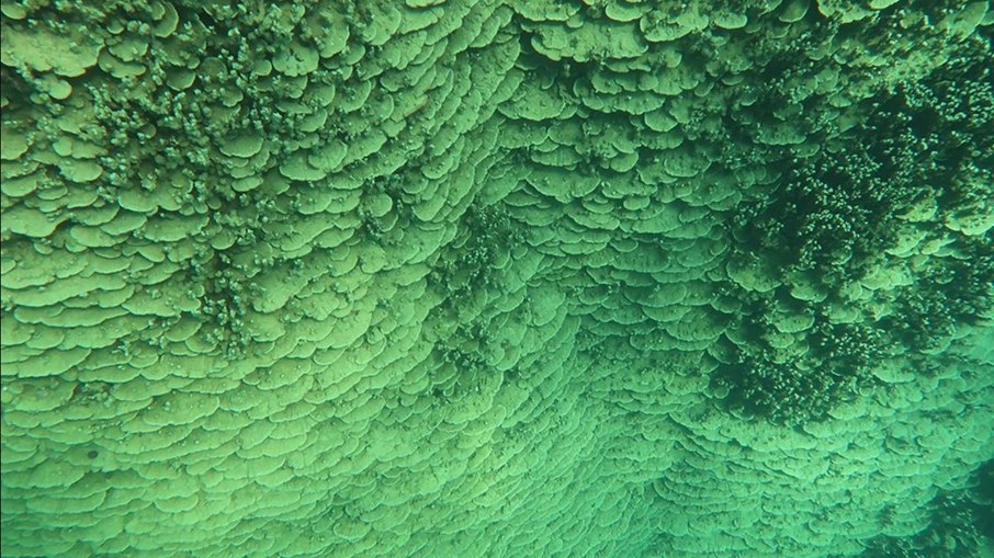 Coral gigante