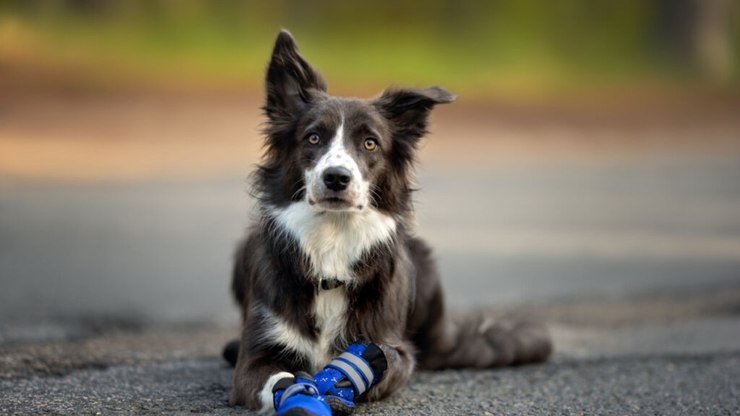 Calendário de raça de cachorro, Border Collie Puppies, Breeds A-B