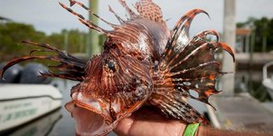 Peixe-leão é encontrado em 8 estados e preocupa especialistas