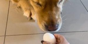 Tutora dá ovo cru para golden e reação do animal a surpreende