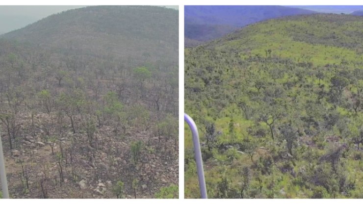 Pantanal%20registra%20queda%20de%2097%2C8%25%20nas%20%C3%A1reas%20queimadas%20em%202025