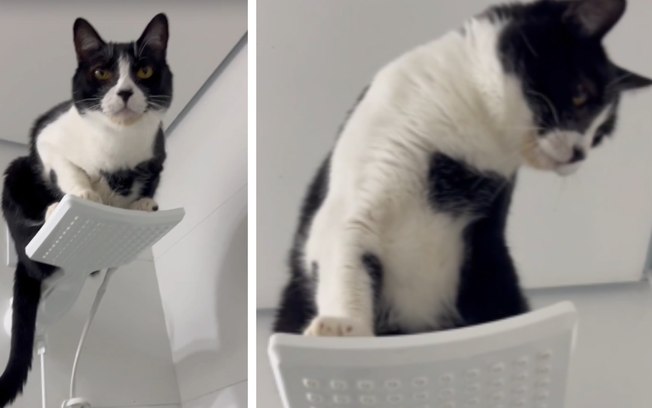 Gato é flagrado dormindo em cima do chuveiro durante a madrugada 7vf9trc2udqgme5mvkgauubgg