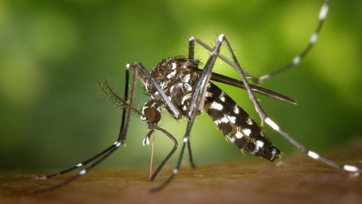 Valinhos confirma morte 1ª morte por dengue