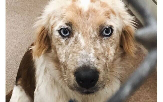 Teddy morava no abrigo para animais e se tornou um cachorro adotado