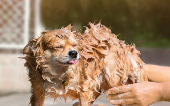 O principal método para prevenir a malassezia canina é higienizando regularmente o canino