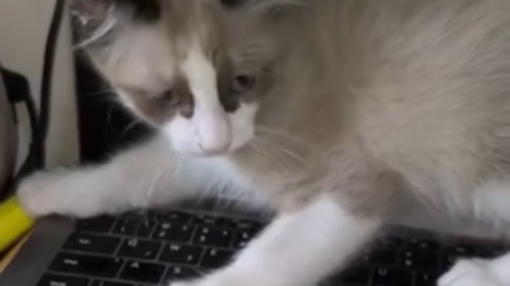Gatinho%20atrapalha%20estudos%20da%20tutora%20e%20conquista%20as%20redes%20sociais