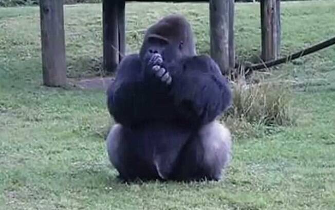 Gorilas de zoológico nos Estados Unidos testam positivo para a Covid-19