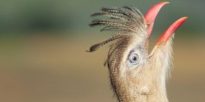 Duas aves brasileiras competem pela mais barulhenta; veja quais