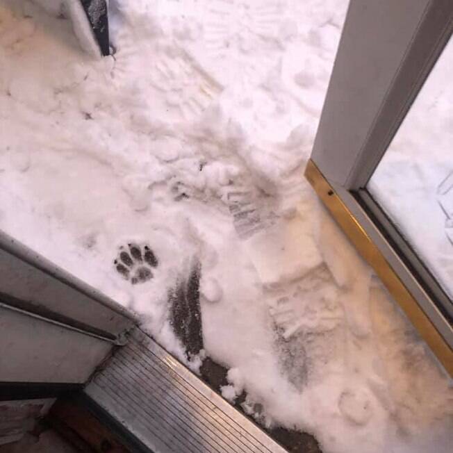 Pata de Norman na neve