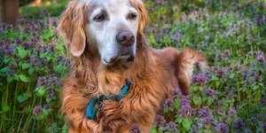 Como adaptar a casa para um pet idoso? Veterinária dá dicas