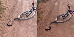 VÍDEO: cobra sobe em bicicleta em movimento e apavora ciclista