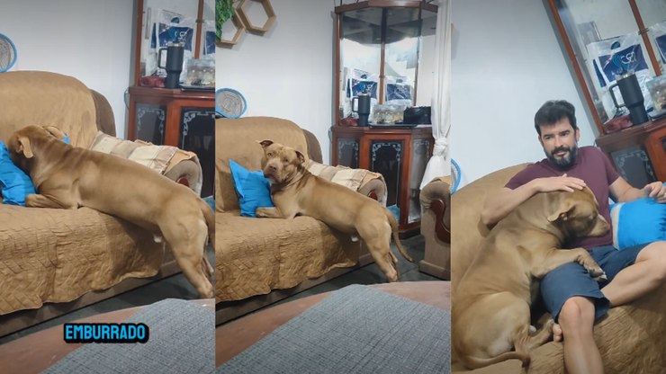 Pitbull se emburra ao ter pedido de brincadeira negado pelo tutor