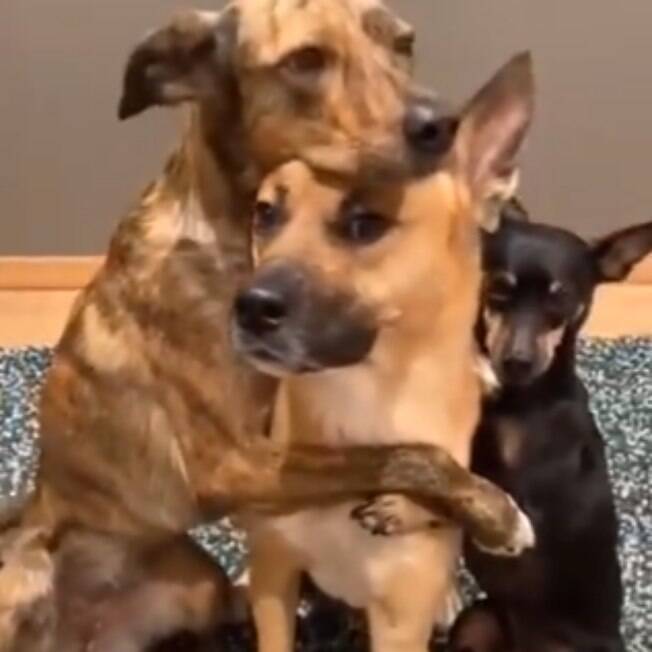 Cães esbanjam fofura ao reproduzir poses encantadoras em vídeo; assista