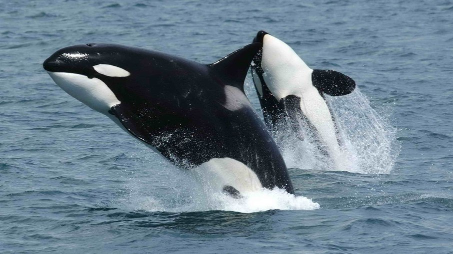 Orcas estão entre os únicos seres vivos que passam pela menopausa