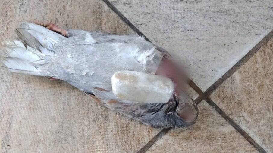 No total, havia cerca de 200 gramas de pasta base de cocaína amarrada no pescoço da ave