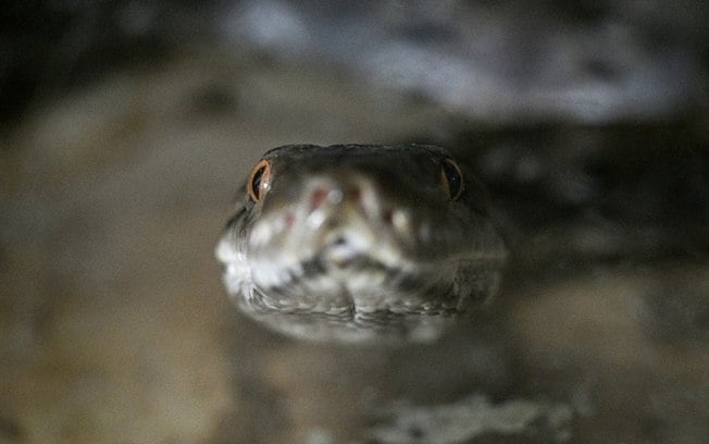 Alguns especialistas acreditam que o verdadeiro valor das cobras criadas para obter a pele está na carne