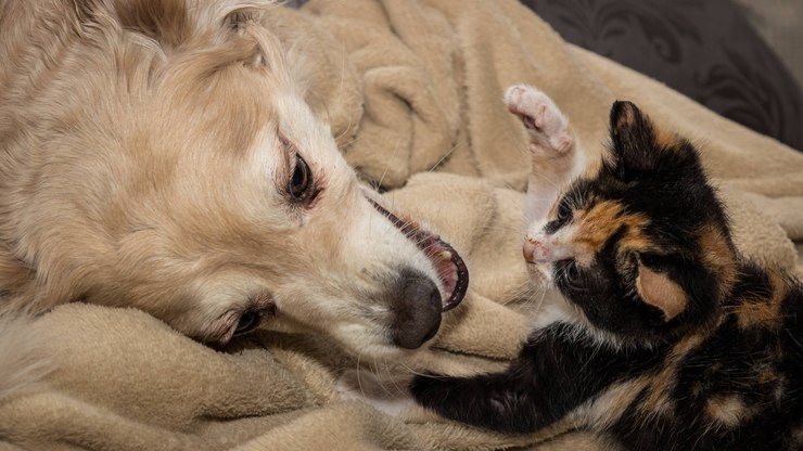 Como saber a idade de um animal de estimação? Veterinária explica