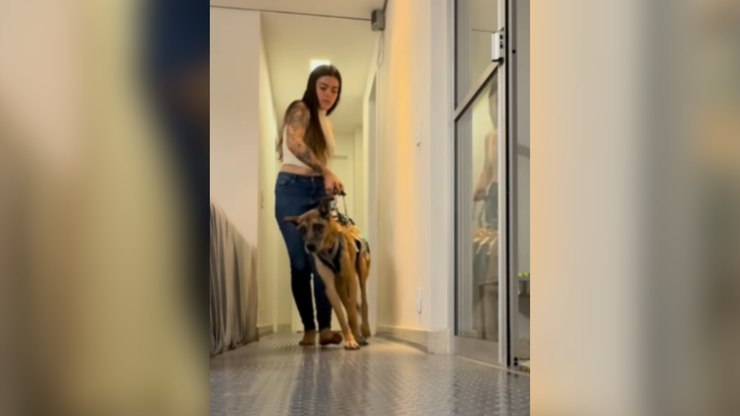 "Minha vida vale a pena": o desabafo de um cão idoso