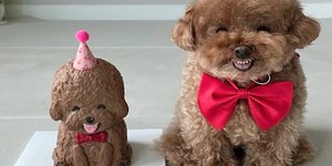 Poodle caramelo viraliza ao ganhar bolo miniatura de si mesmo